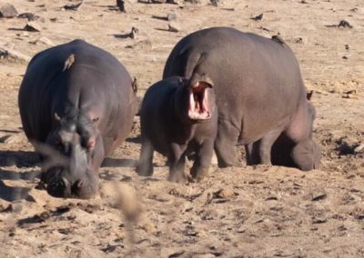 Bakubung Bush Lodge - Hippos