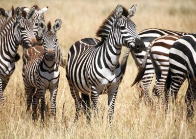 Falaza Game Park and Spa - Zebra