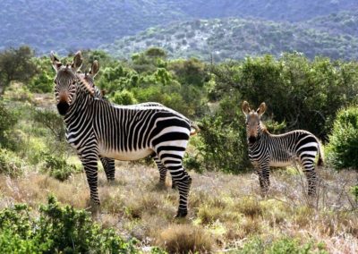 Kuzuko Private Game Lodge - Mountain Zebra