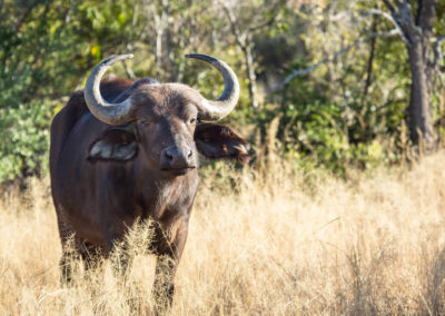 Mabula Game Lodge - Buffalo