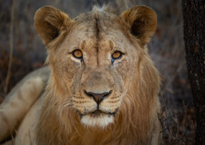 Safari Plains Waterberg Mountains - Lion
