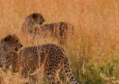 Tshukudu Bush Lodge - Cheetah