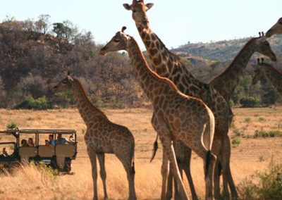 Tshukudu Bush Lodge - Giraffe