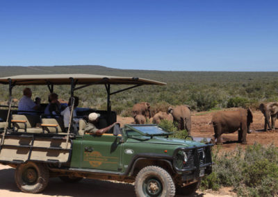 Zuurberg Mountain Village - Game drive sighting elephants